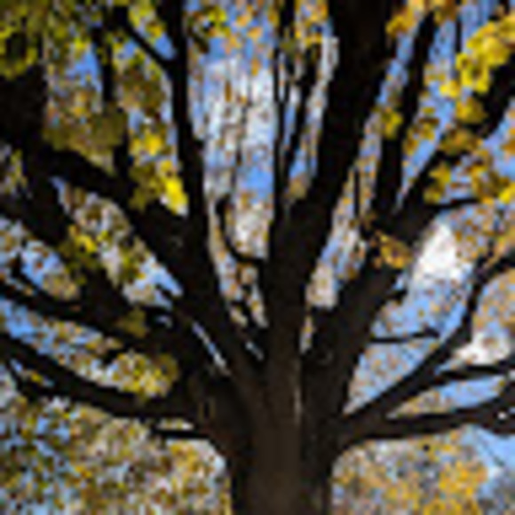 Meet your Posher, Amy - Picture 1 of 1